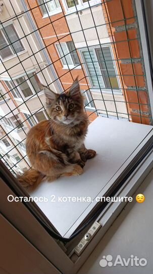 Котята мейн-кун