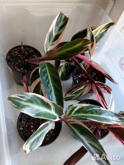 Строманта триколор