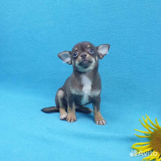 Щенки чихуа.Питомник