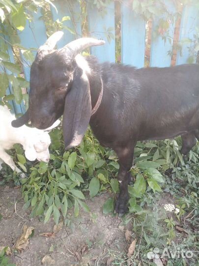 Нубийский козел