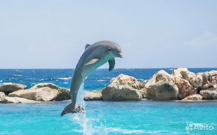 Морская Экскурсия 