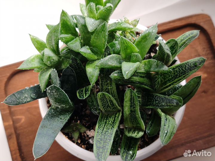 Хавортии, гастерии. Суккуленты