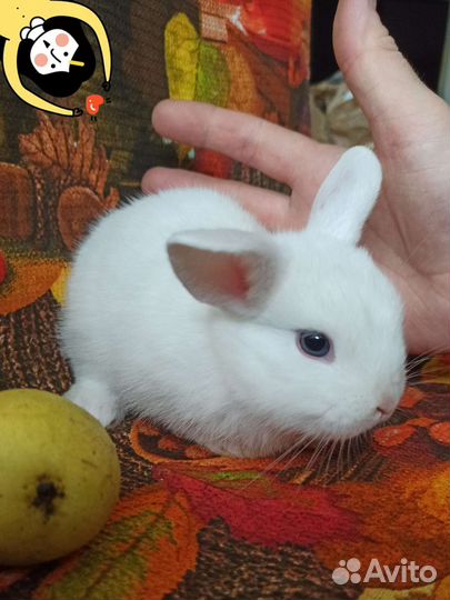 Кролик карликовый гермелин