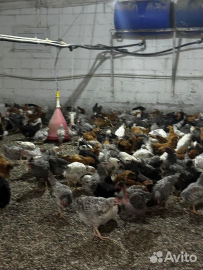 Цыплята домашние