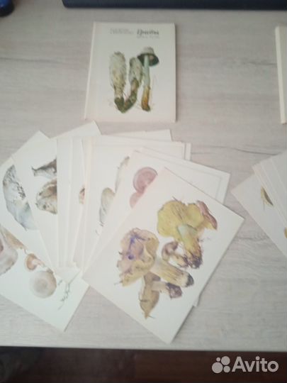 Набор открыток Грибы