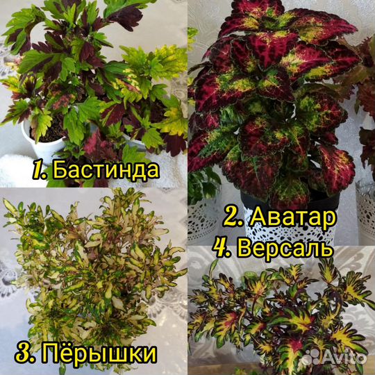 Колеусы более 22х видов Ирк, Анг, Уфа