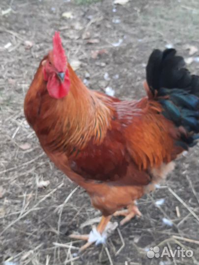 Домашние куриные яйца