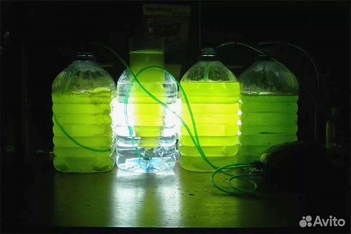 Фитопланктон тетраселмис,синехококк,наннохлоропсис