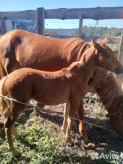 Кобыла и жеребёнок (девочка)