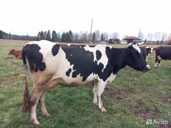 Корова стельная дойная