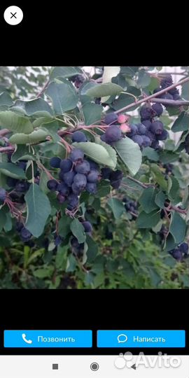 Рассада томатов, перца