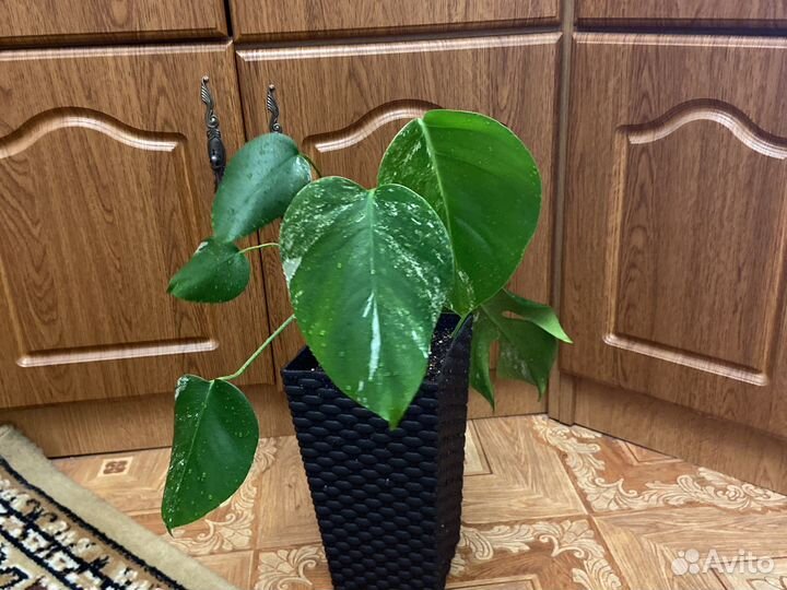 Монстера Альба