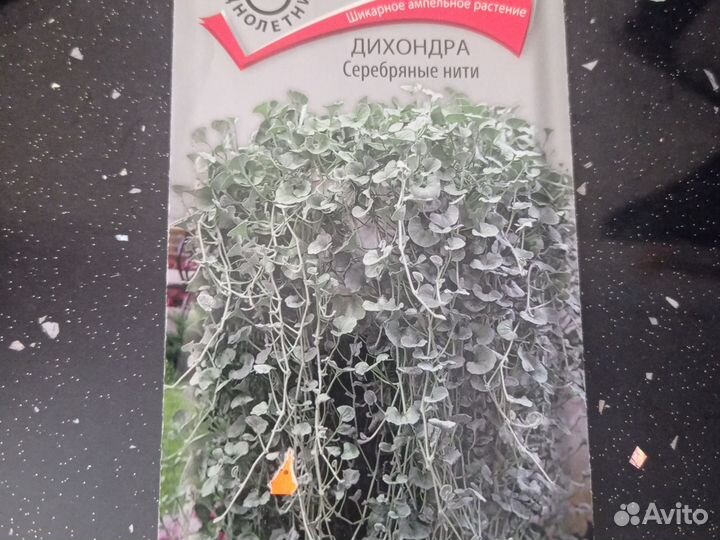Дихондра серебристая