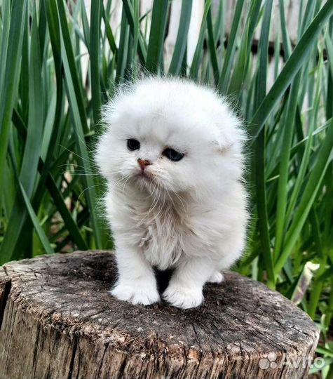 Вислоухие серебристые шиншиллы