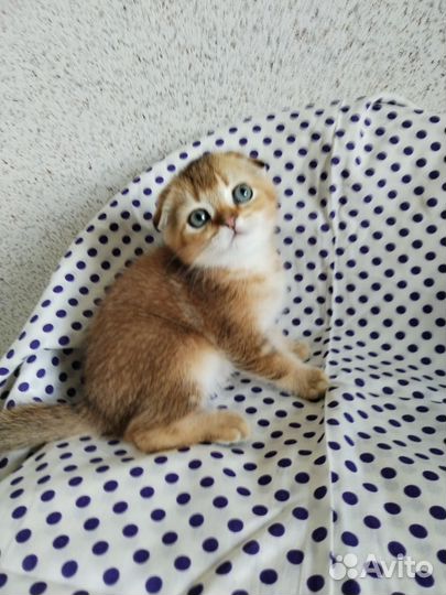 Котик золотая шиншилла. Доставка