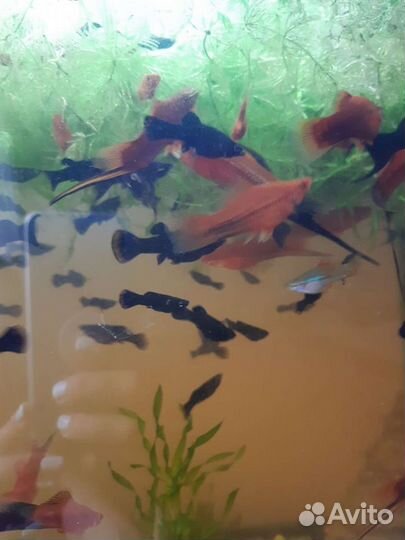 Аквариумные рыбки
