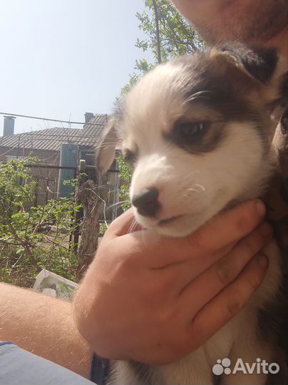 Отдам в хорошие руки