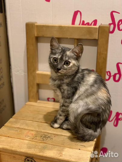 Шикарные котята разного окраса