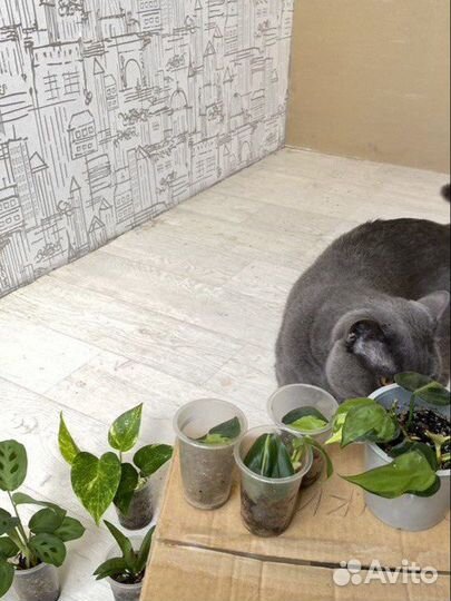 Комнатные растения / цветы