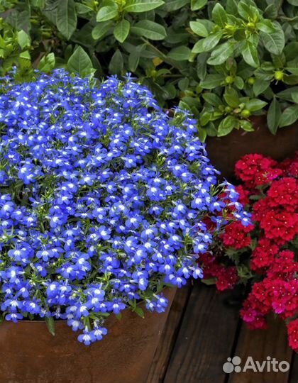 Рассада цветов