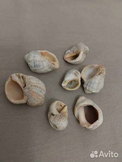 Ракушки