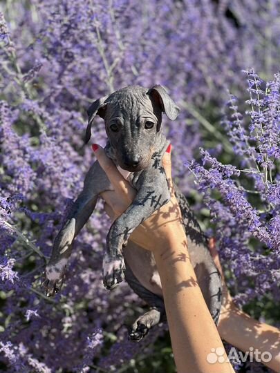 Щенки американского голого терьера