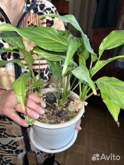 Цветок декабриста