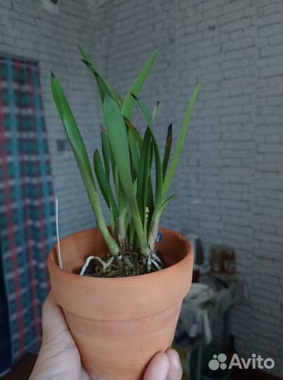 Орхидея каттлея