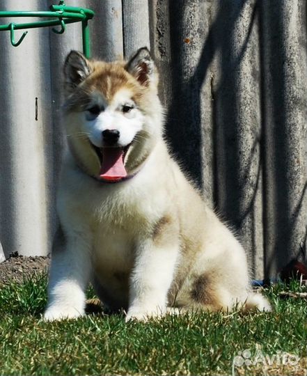 Аляскинский маламут