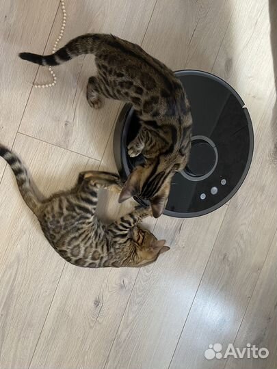 Бенгальские котята