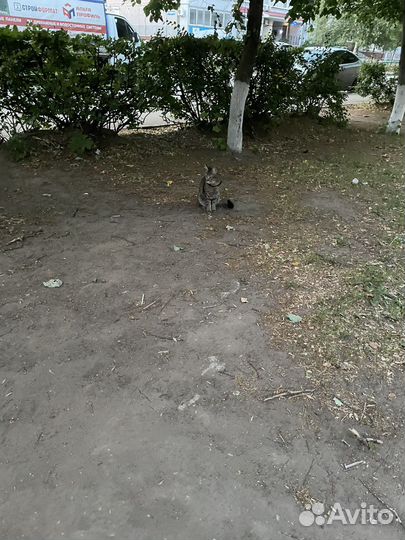 Кошечка потеряшка. Хозяин найдись