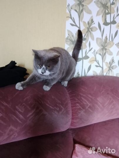 Ветеринарный врач