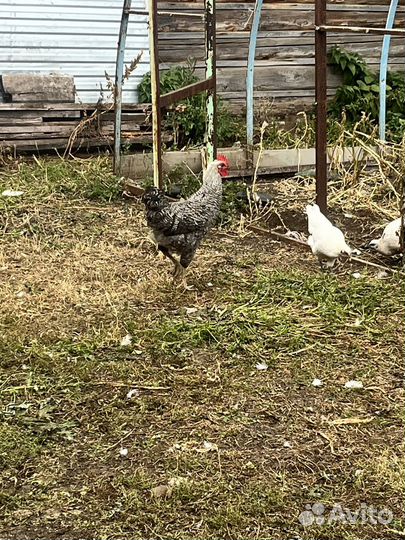 Молодые петухи