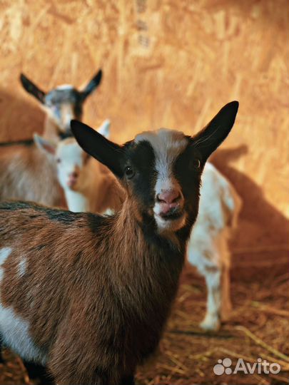 Камерунские, нубийские и альпийские молодые козы