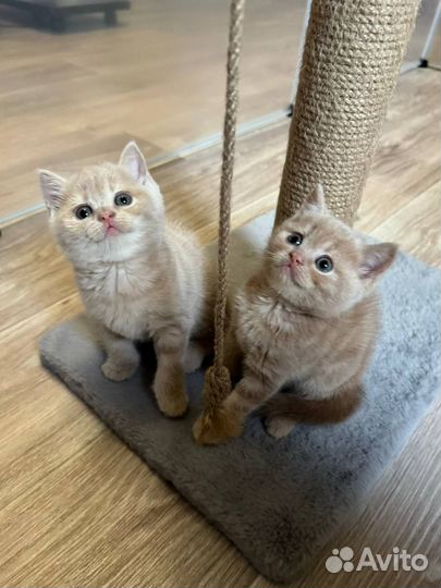 Британские котята