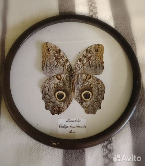 Бабочки в рамках