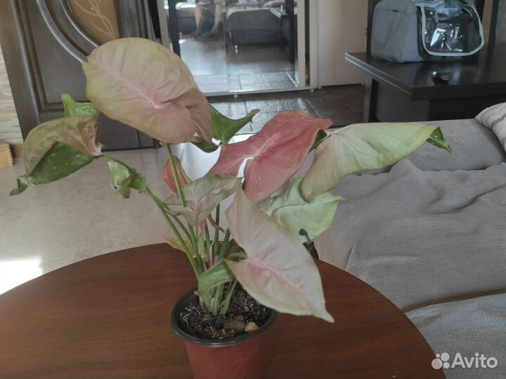 Сингониумы