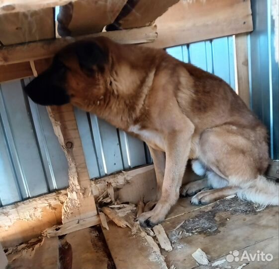 Крупный пёс