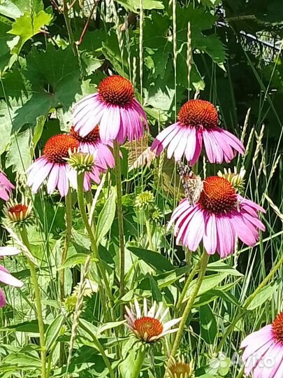 Эхинацея пурпурная