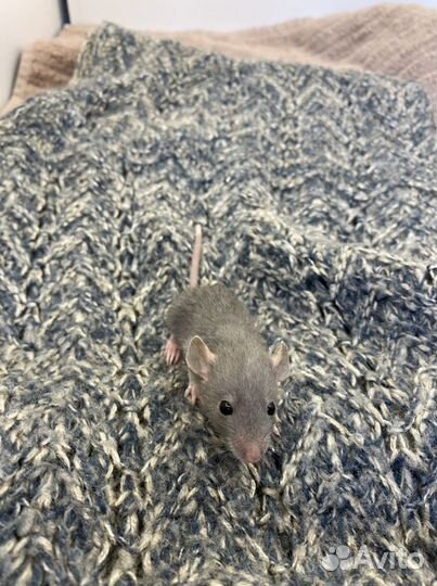 Крысята с клеткой