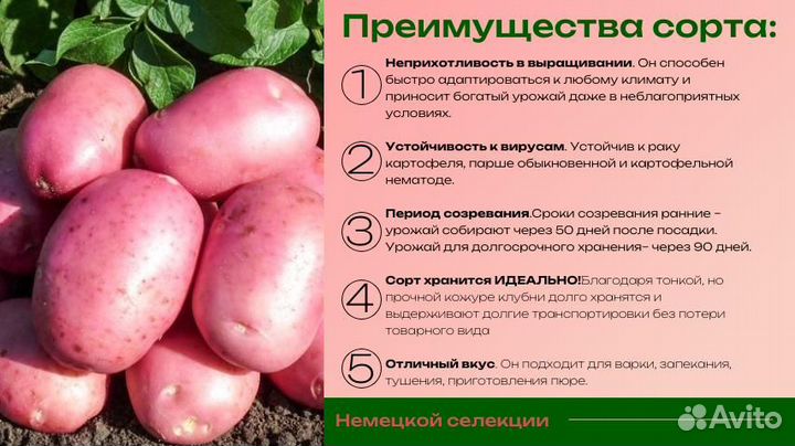 Семенной картофель, сорт 