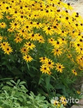 Рассада Рудбекия (Ромашка желтая)