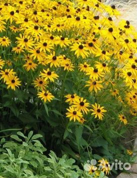 Рассада Рудбекия (Ромашка желтая)