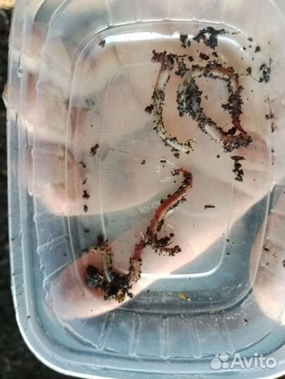 Черви (дендробена)