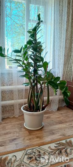 Комнатные растения цветы