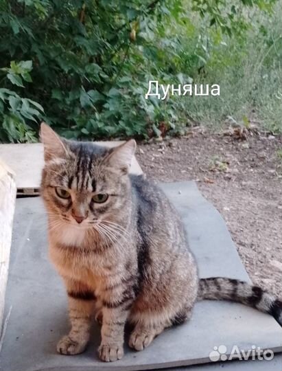 Котенок Люся
