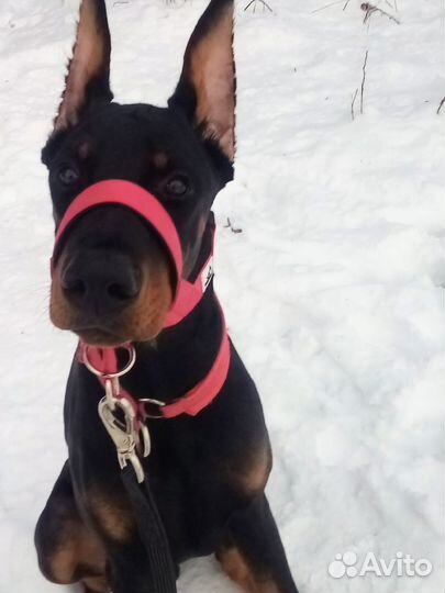 Недоуздок (халти) для крупной собаки