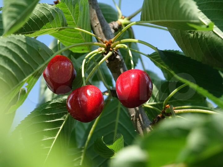 Участок 8 сот. (ИЖС)