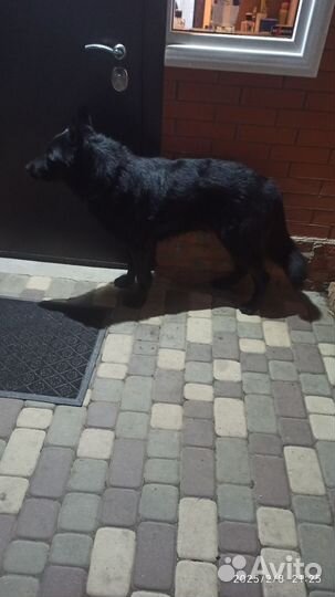 Вязка собак немецкая овчарка