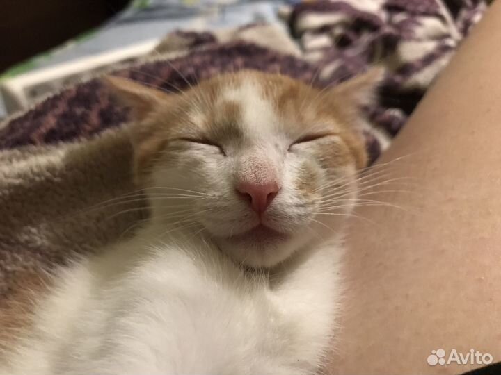 Кошка в дар бесплатно